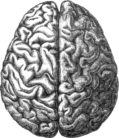 human brain